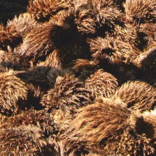 Fibrous palm empty fruit bunches stacked after fruit stripping